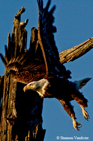 Bald eagle